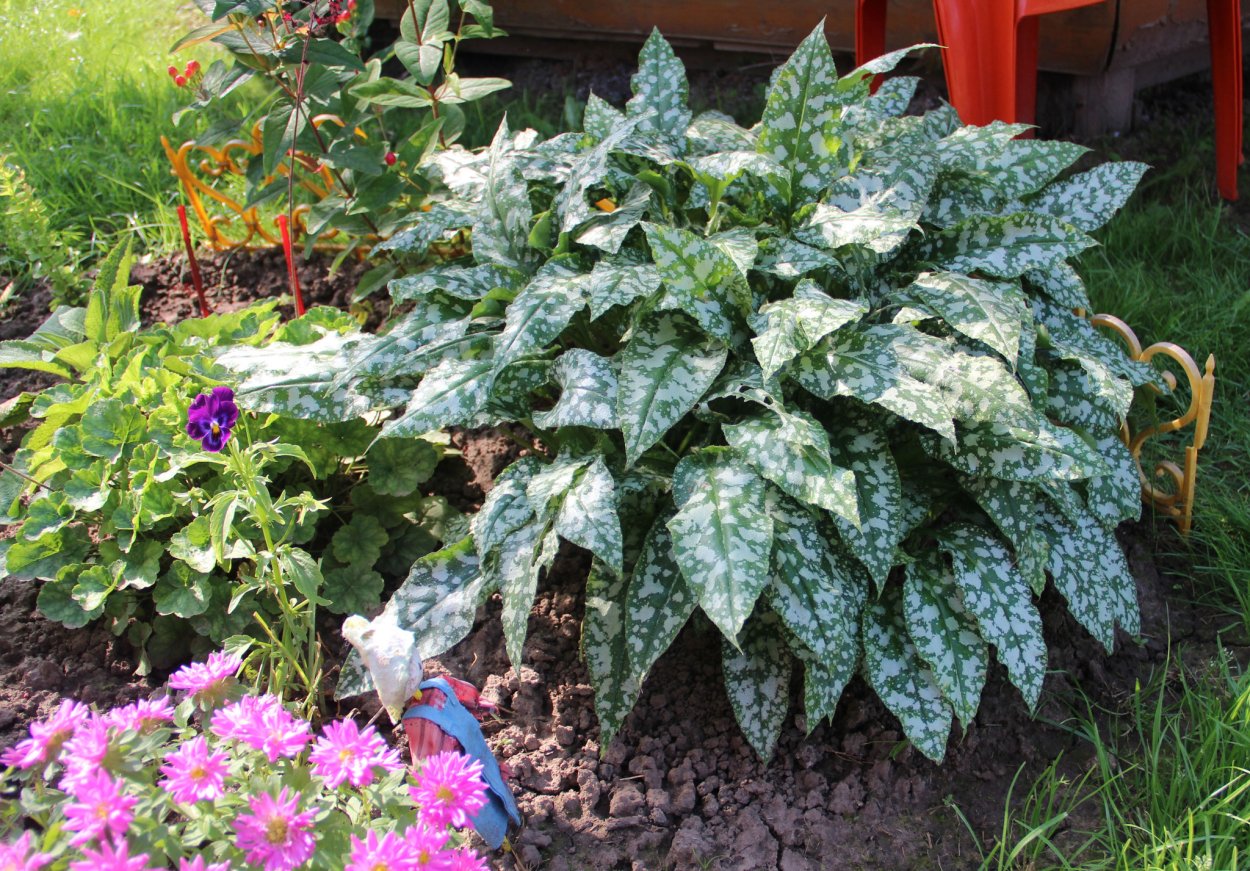 Медуница вариегатная