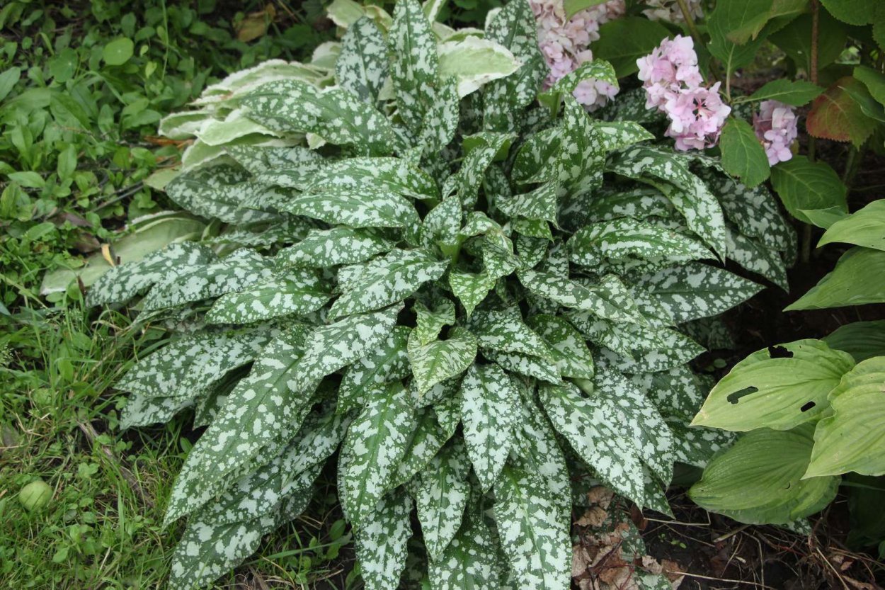 Медуница сахарная