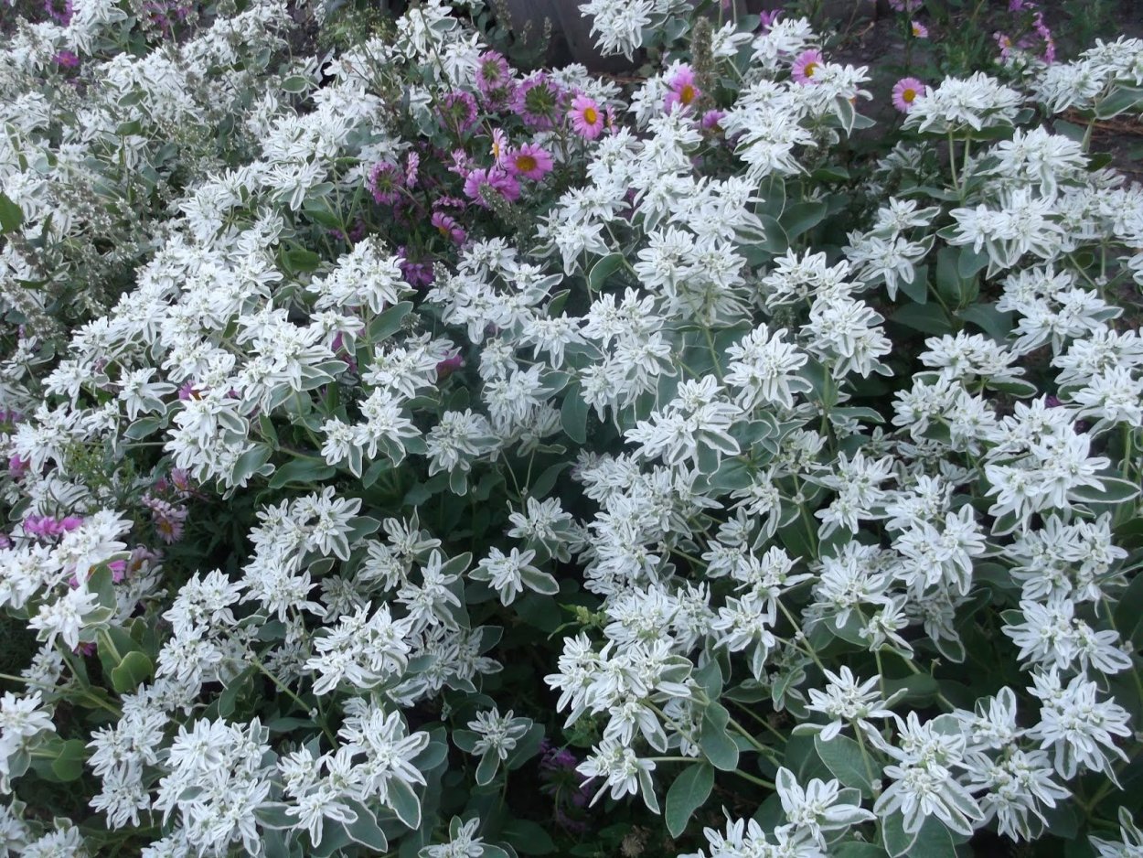 Молочай окаймленный горный снег