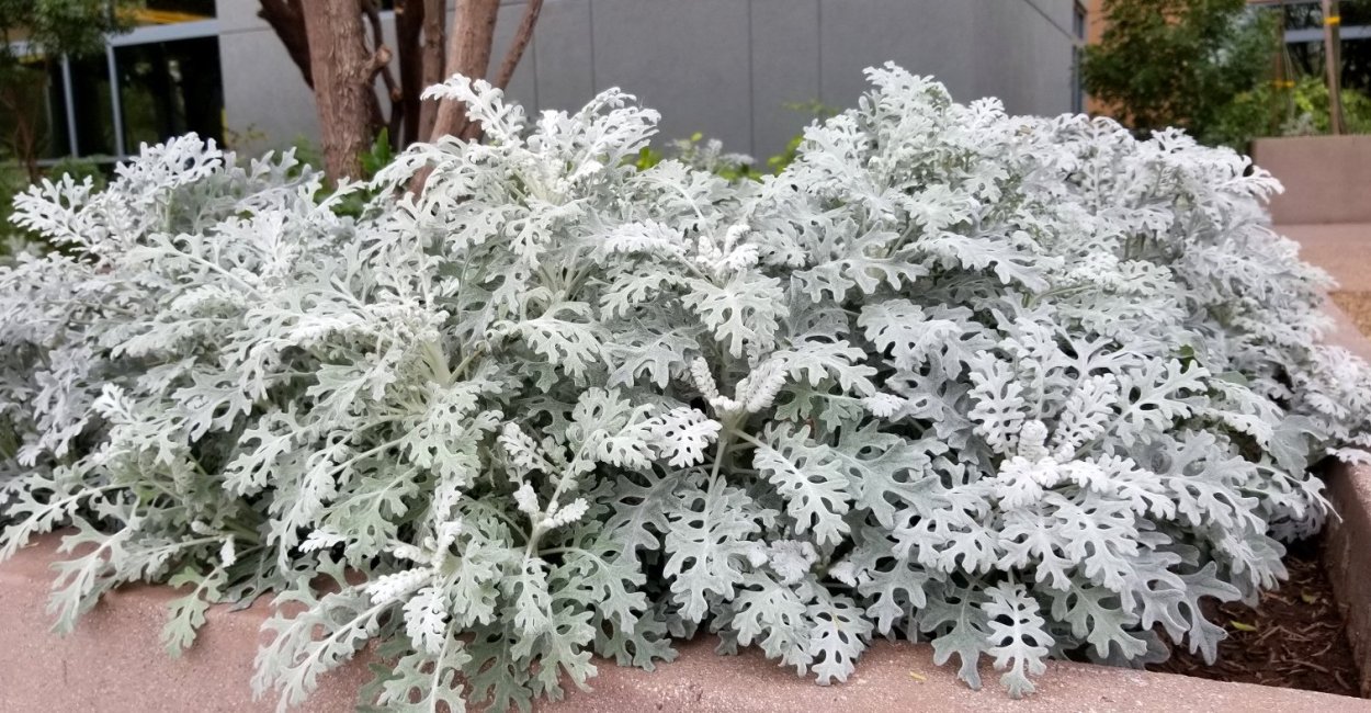 Цинерария Приморская Андромеда