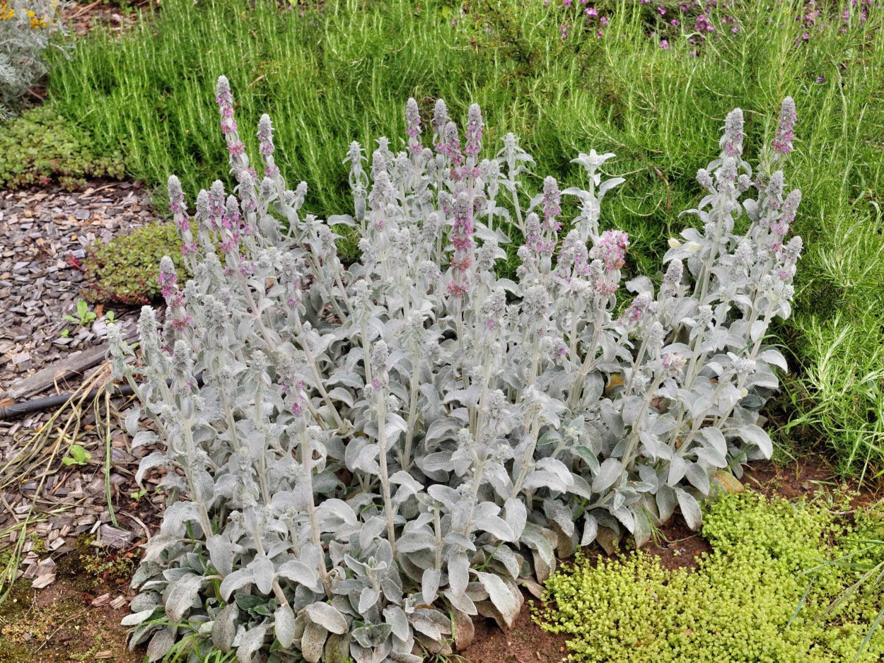 Чистец стахис