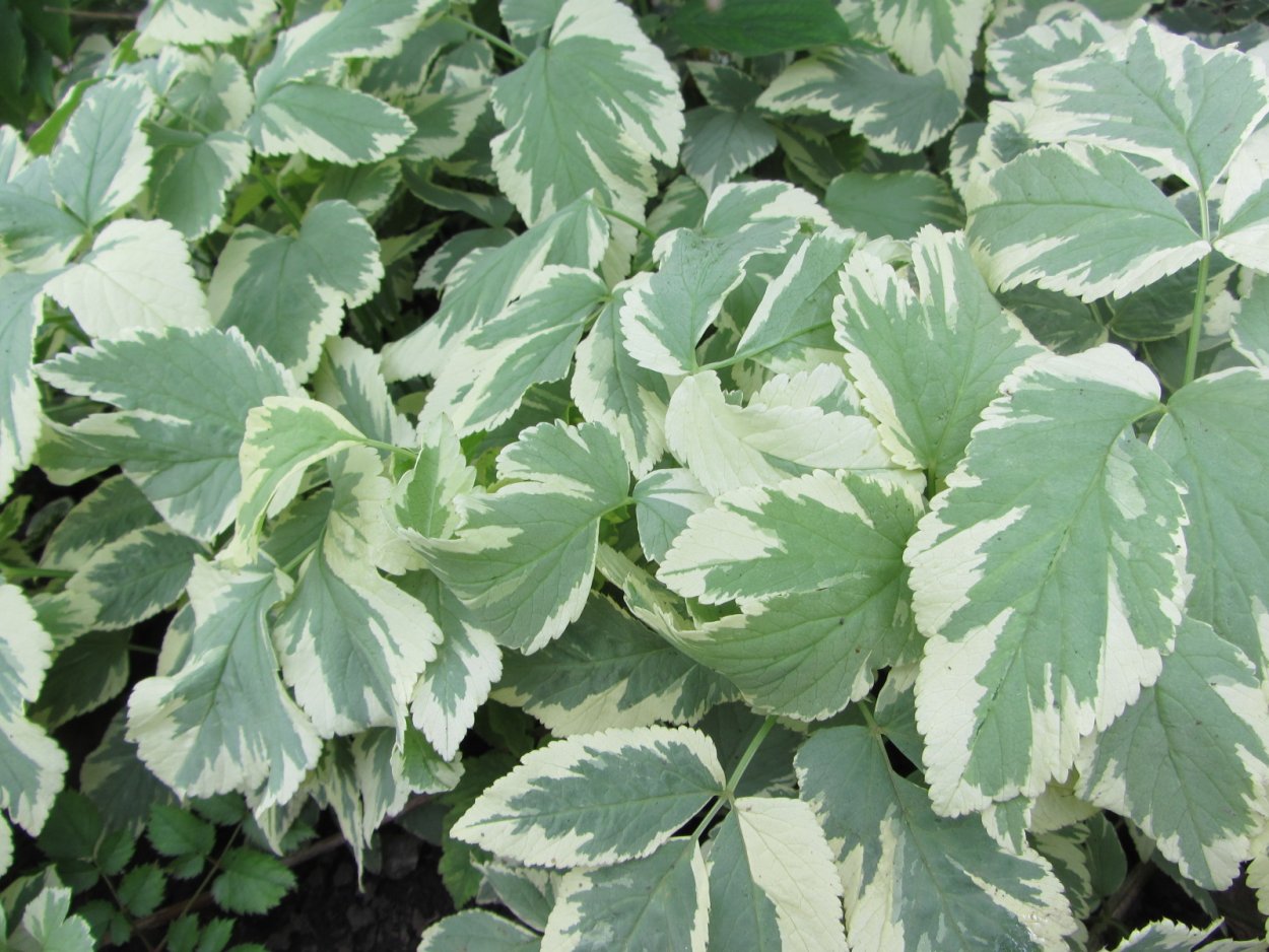 Сныть обыкновенная Вариегата