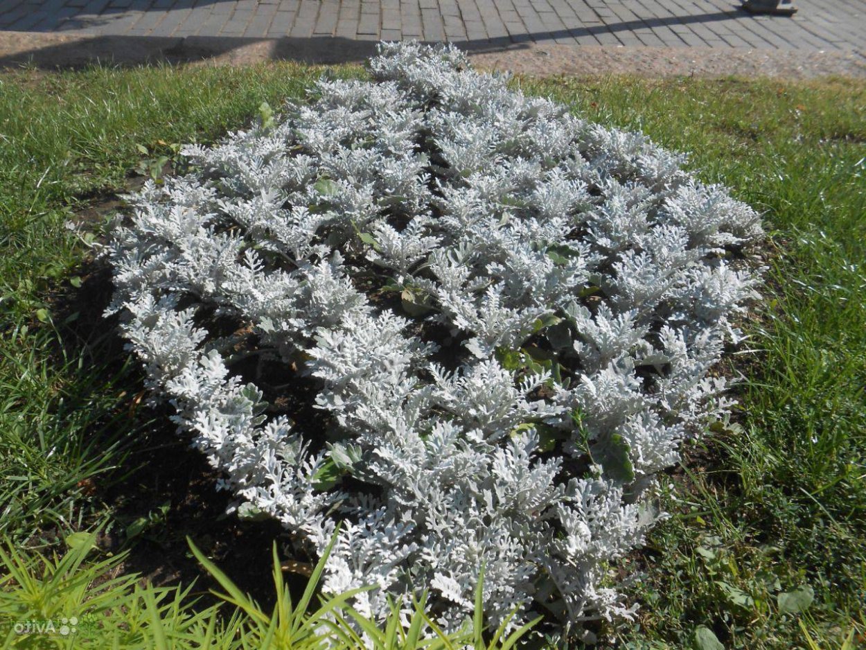 Цинерария морская сильвердаст