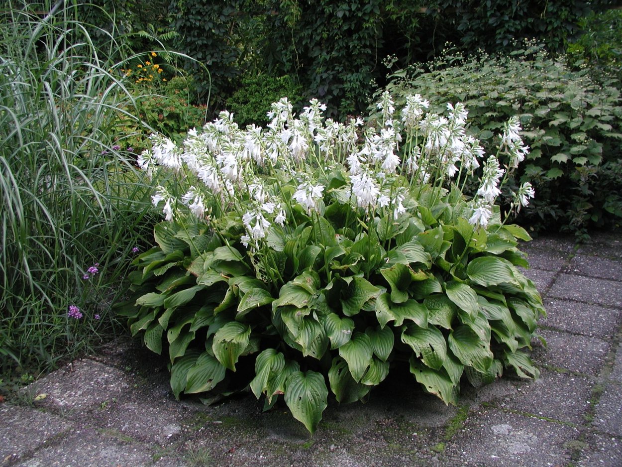 Хоста подорожниковая грандифлора