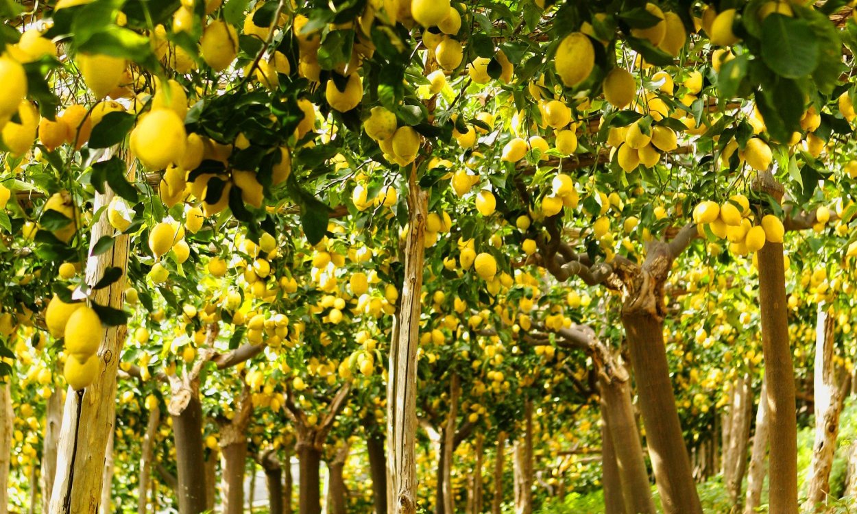 Lemon Citrus Limon Италия