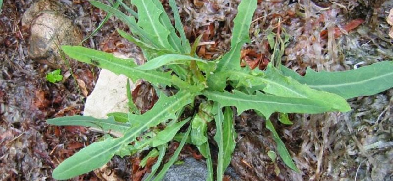 Латук (молокан) татарский