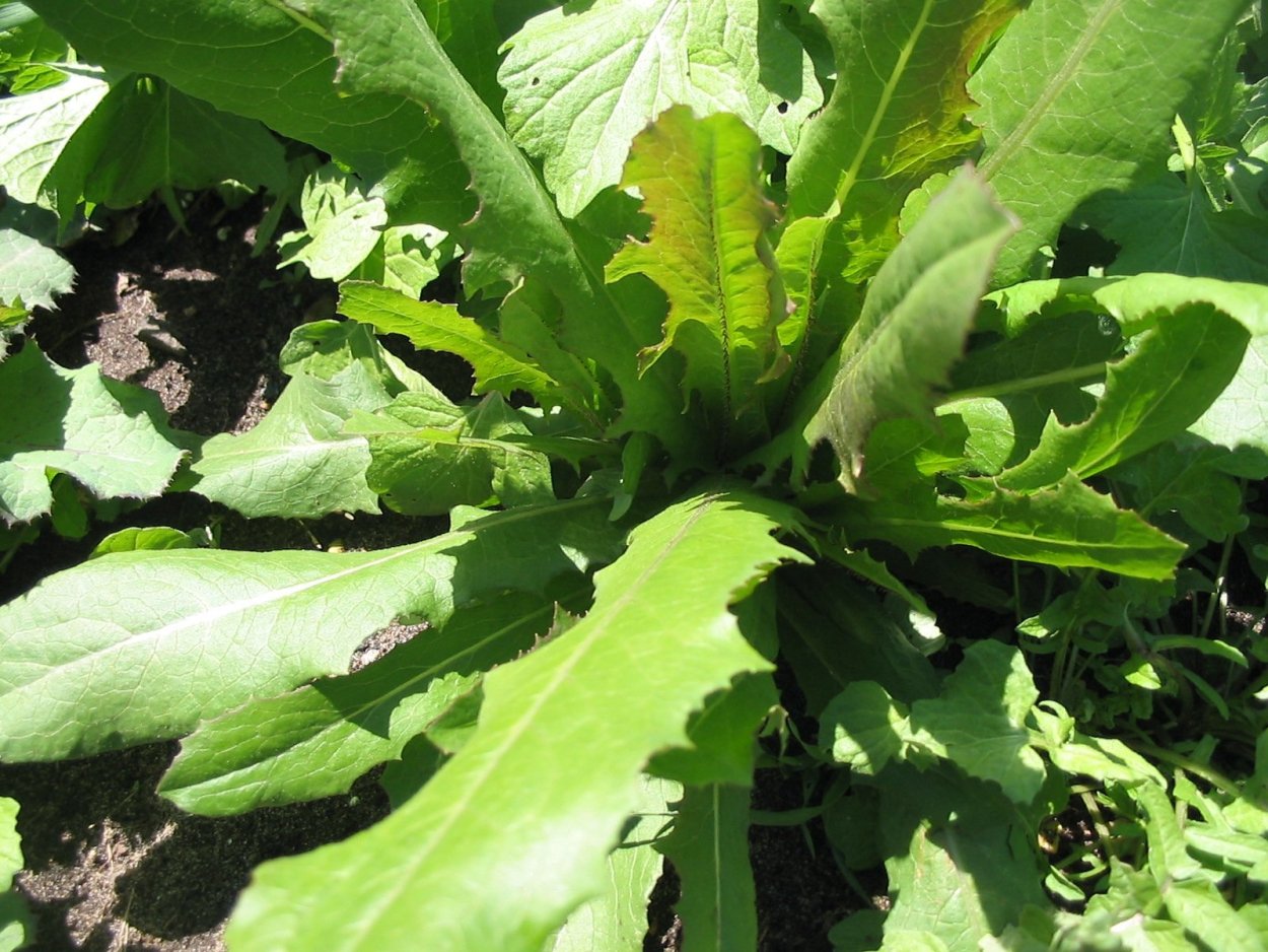Латук Компасный (Lactuca serriola)