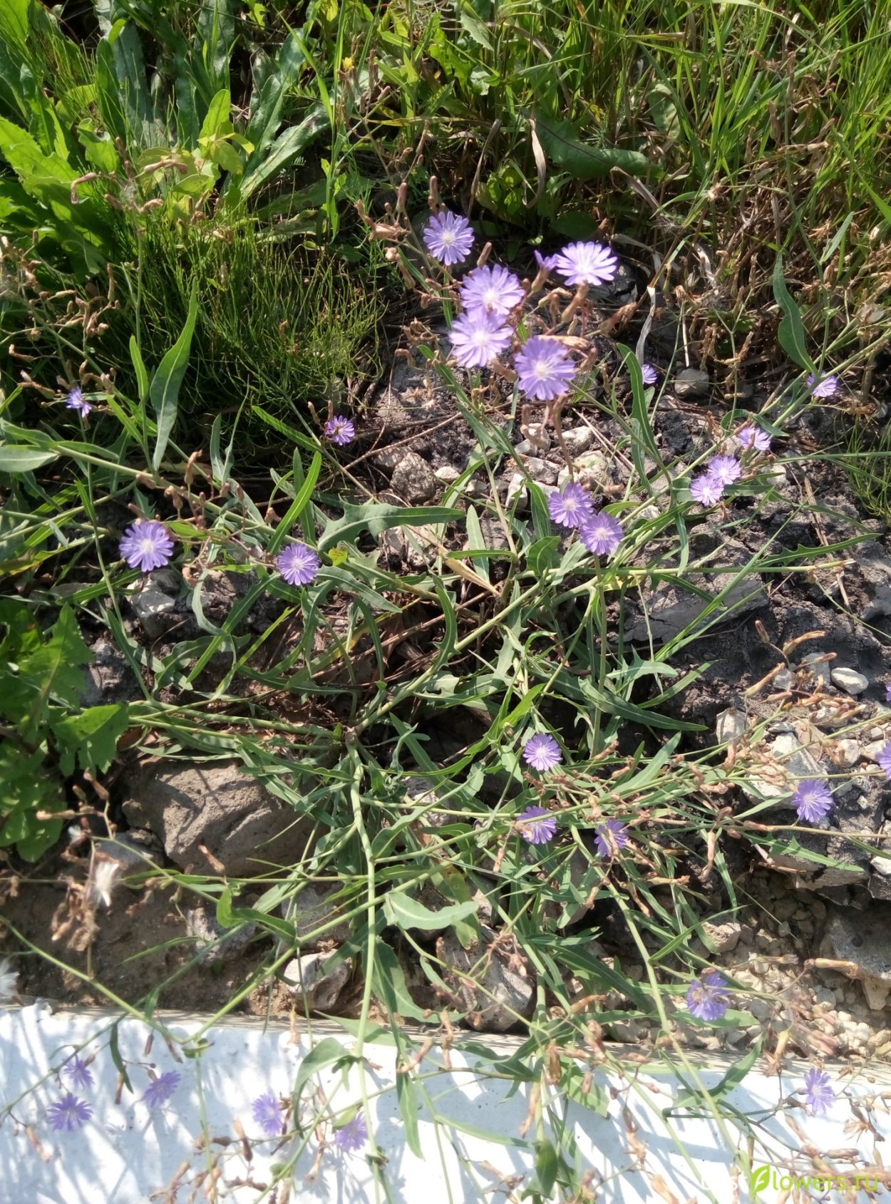 Латук (молокан) татарский