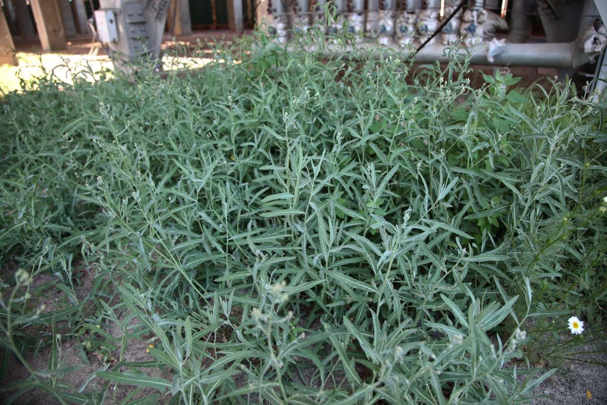 Молокан татарский сорняк