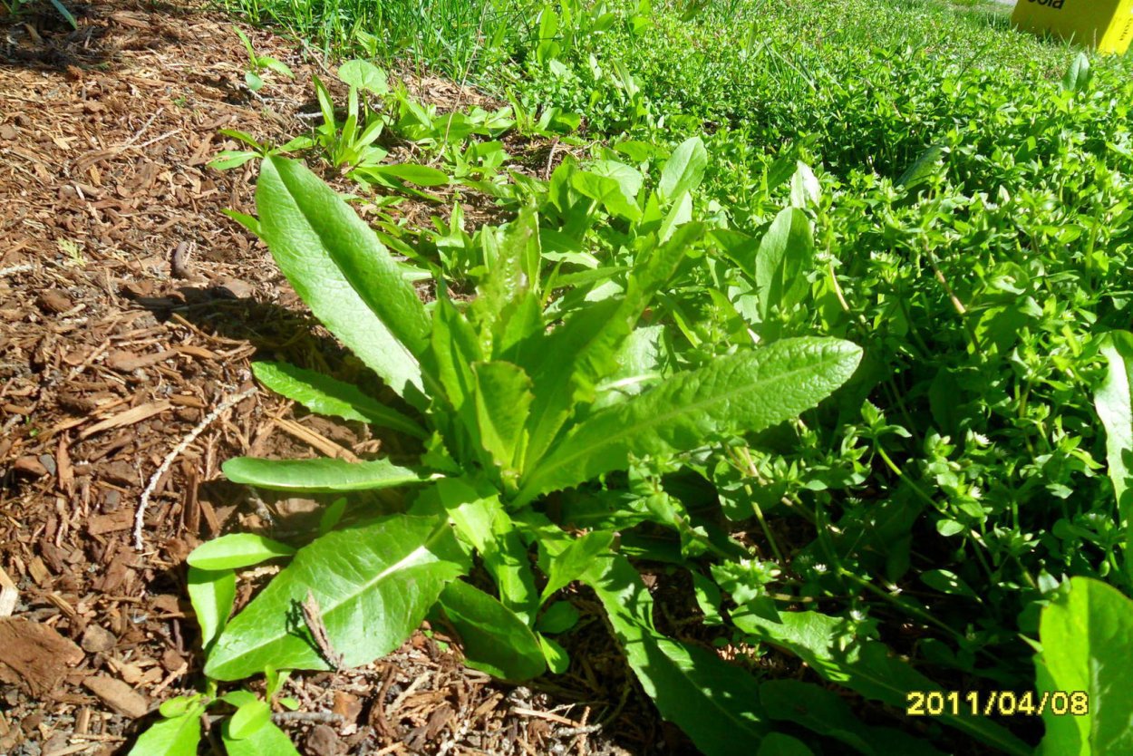 Латук сорняк для курей