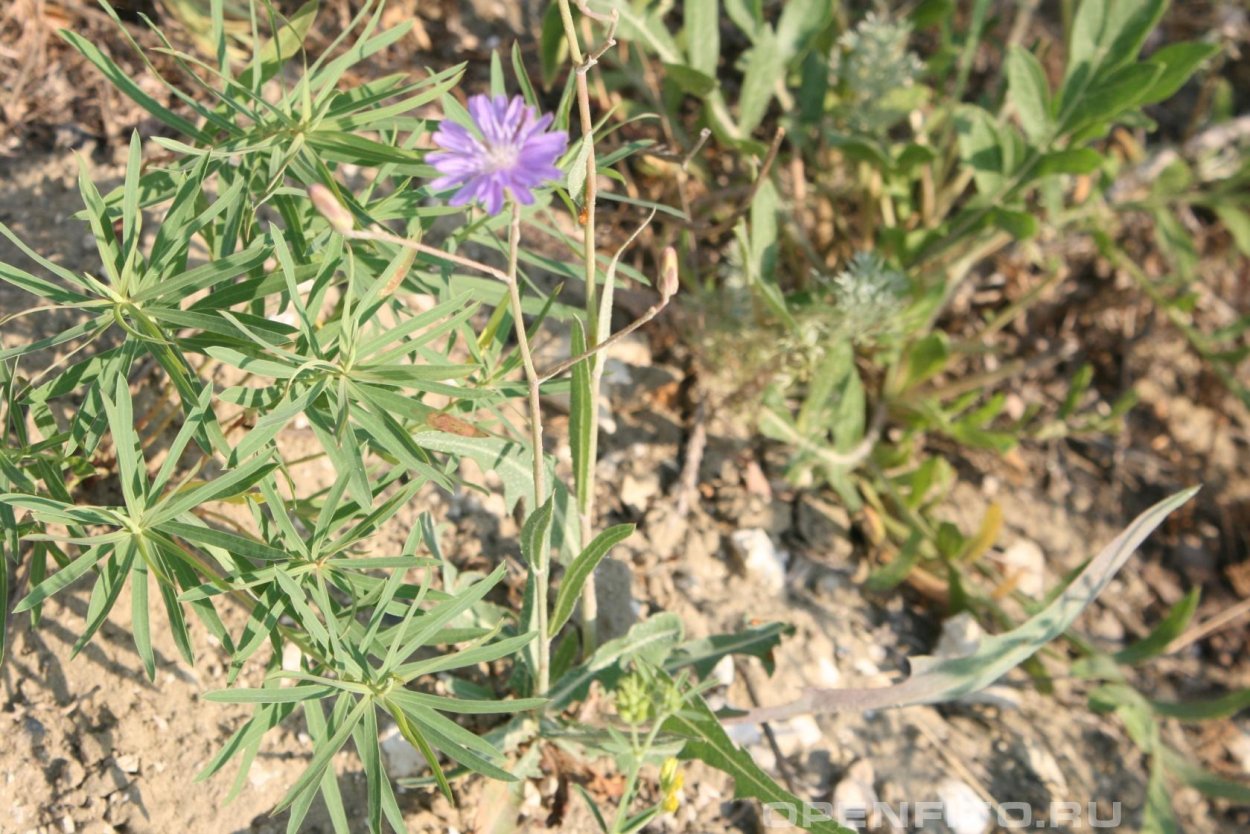 Латук солончаковый