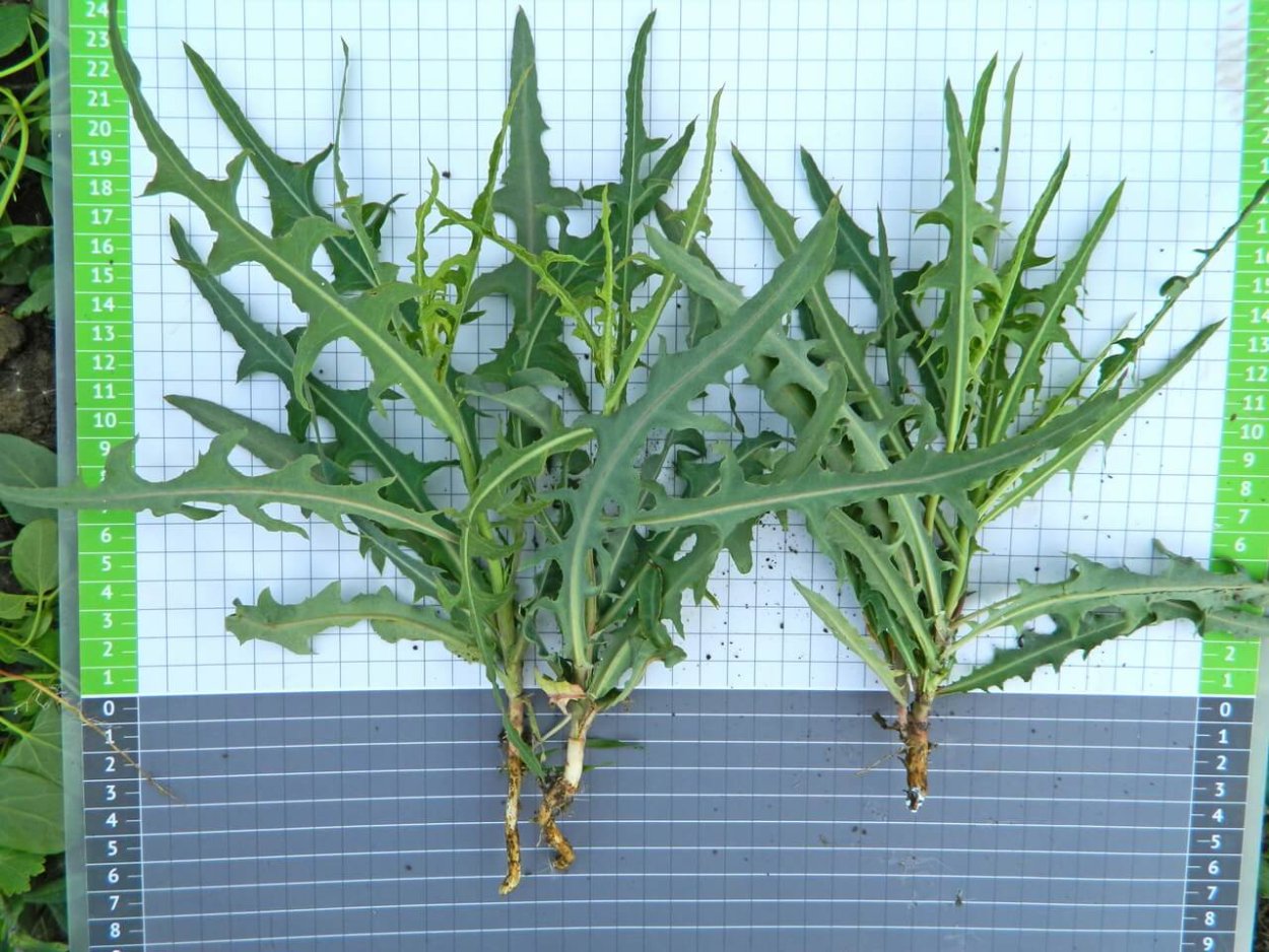 Латук (молокан) татарский