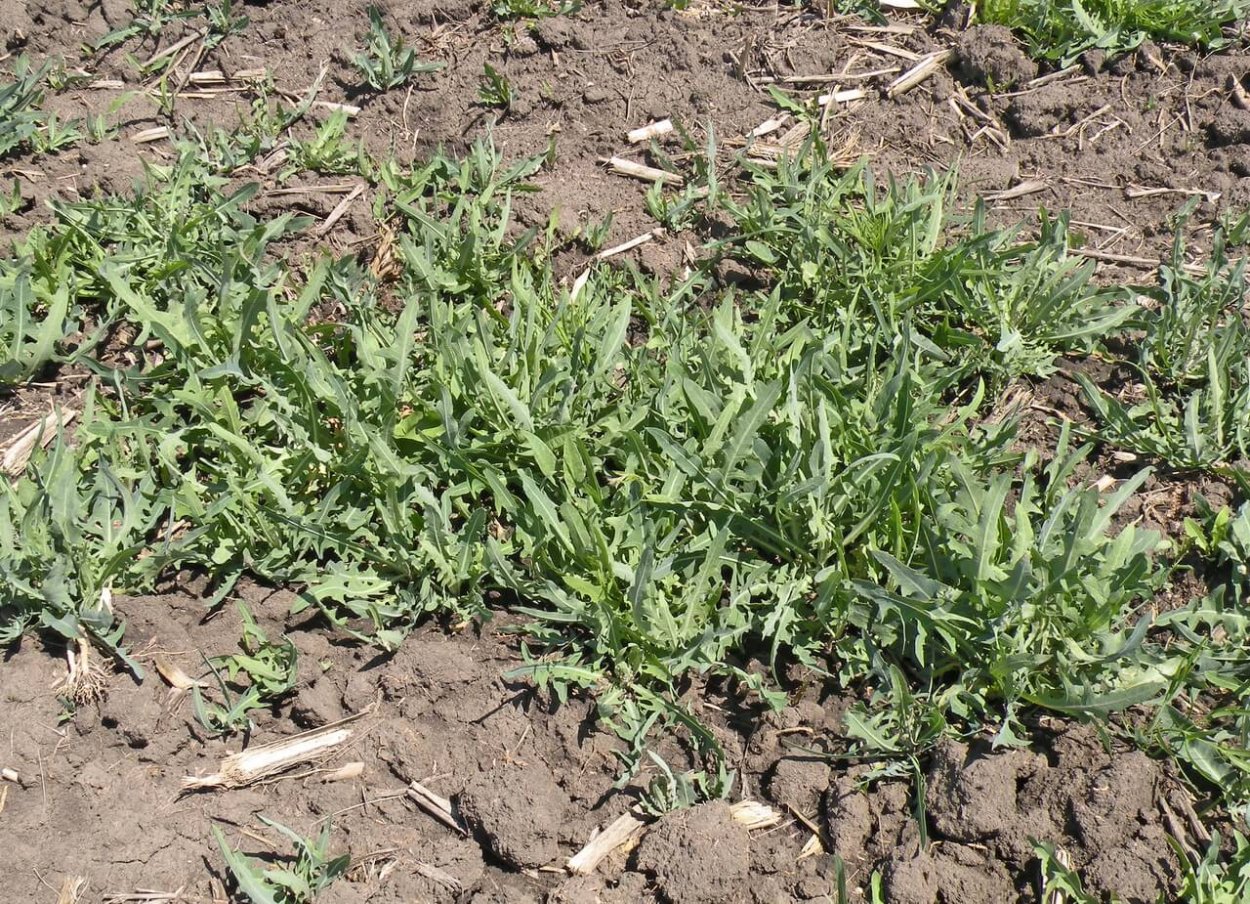 Латук татарский сорняк