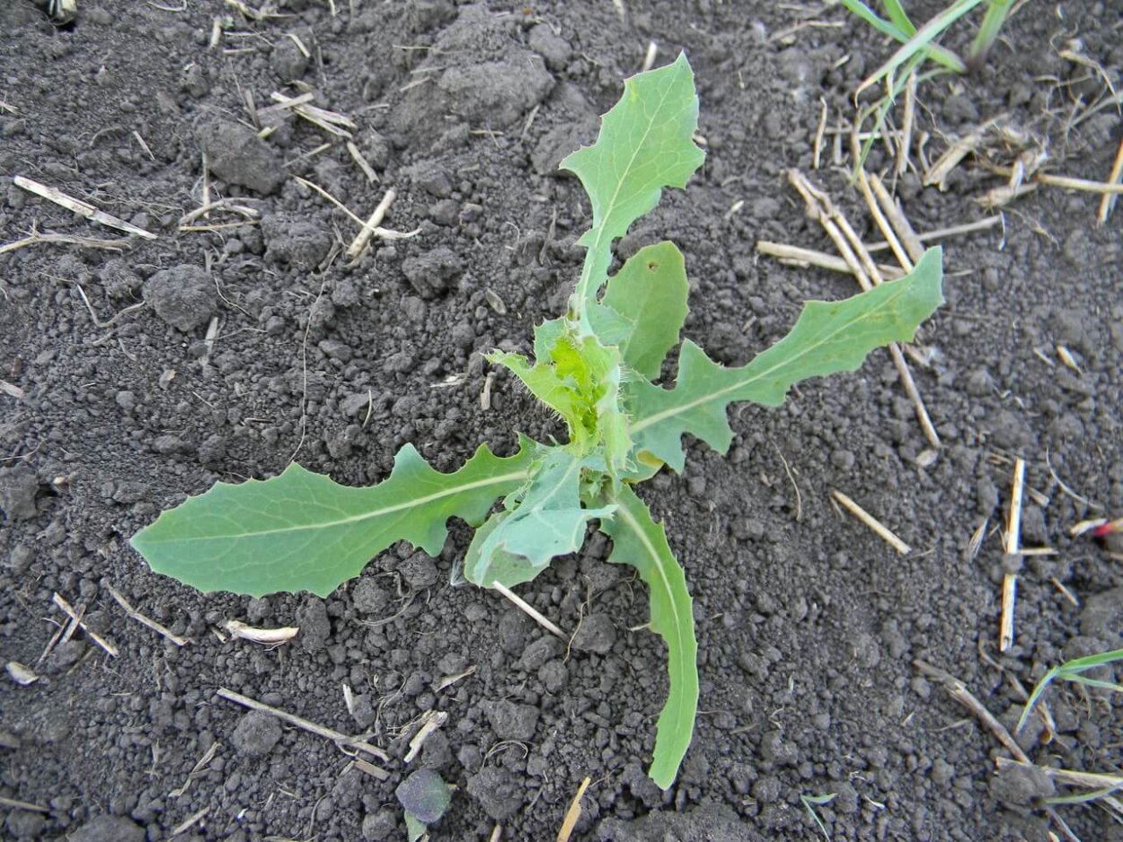 Латук дикий (Lactuca virosa)