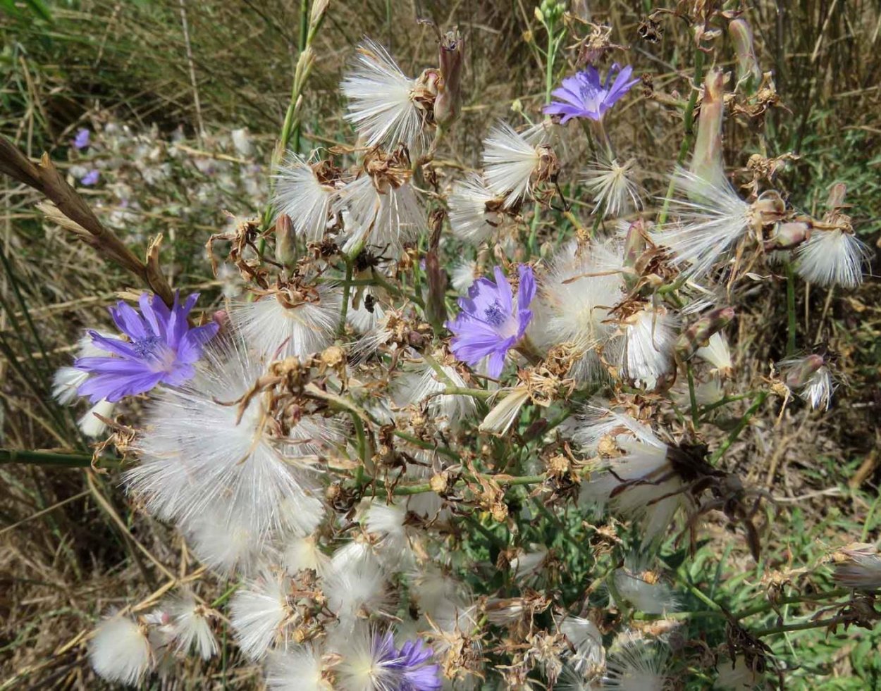 Латук татарский фото