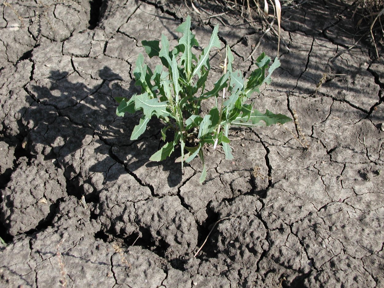 Латук Степной