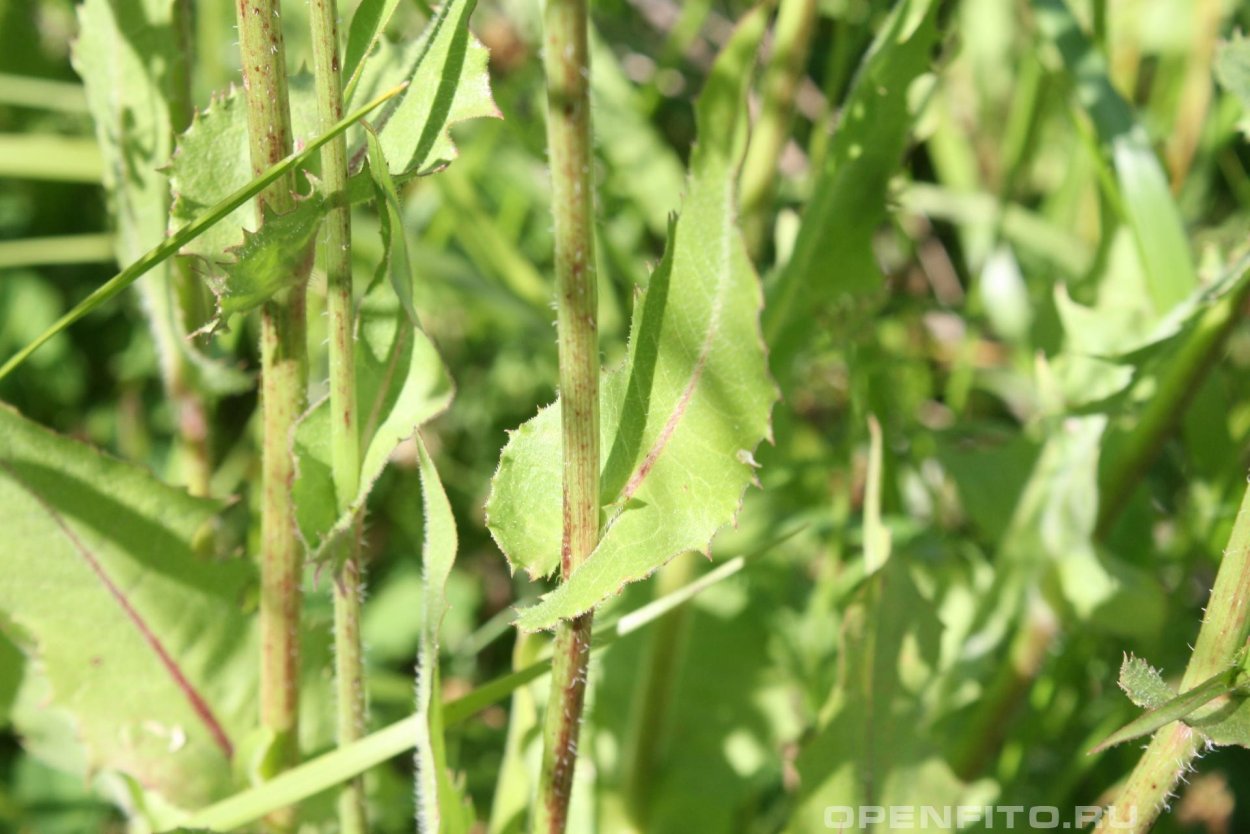 Цикорий обыкновенный листья