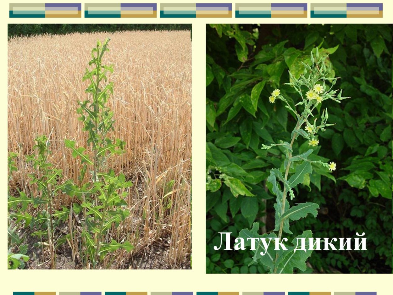 Молокан (латук дикий)