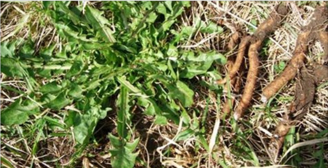 Лопух пырей