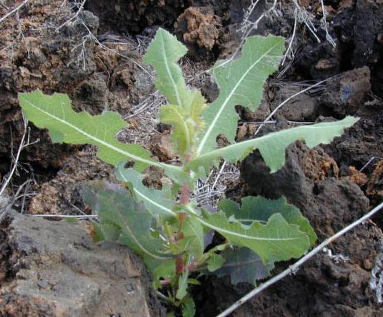 Колючая салат (Lactuca serriola)