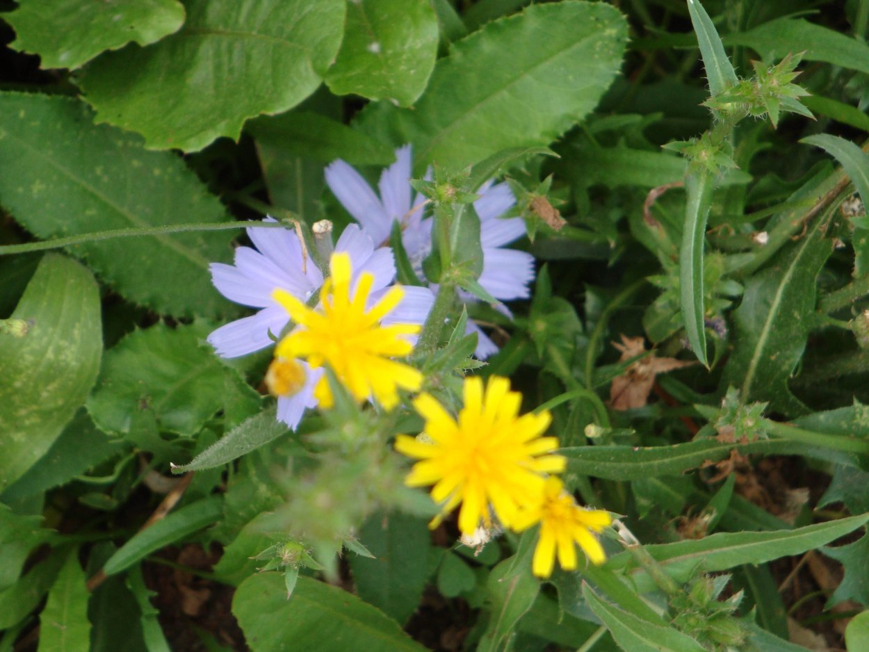 АСОТ голубой