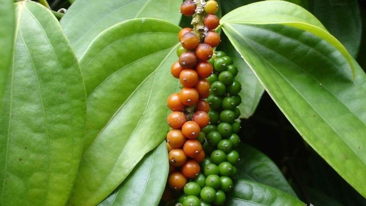 Черный перец растет на дереве