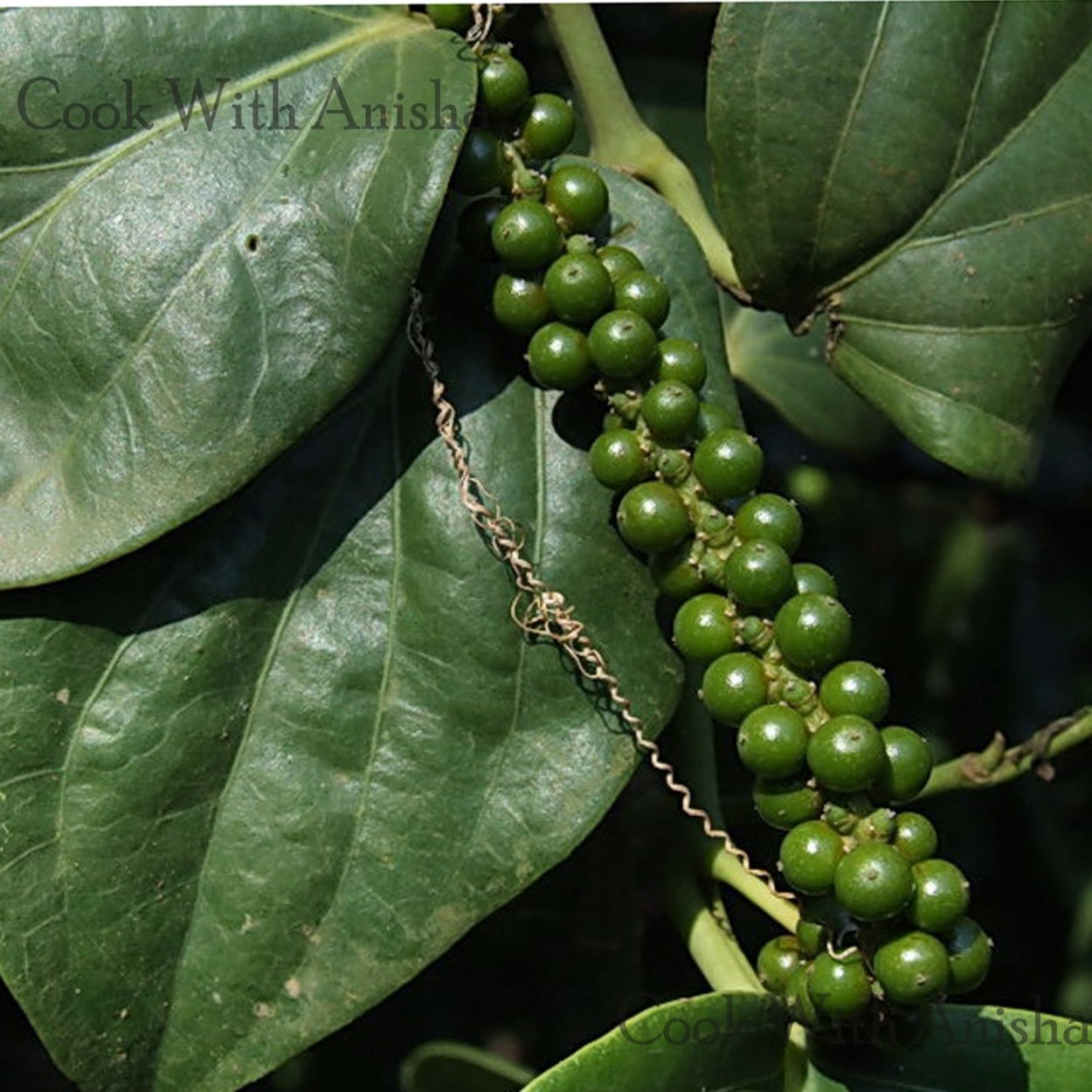 Перец душистый горошек растение