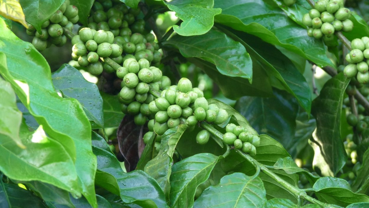 Черный перец растение