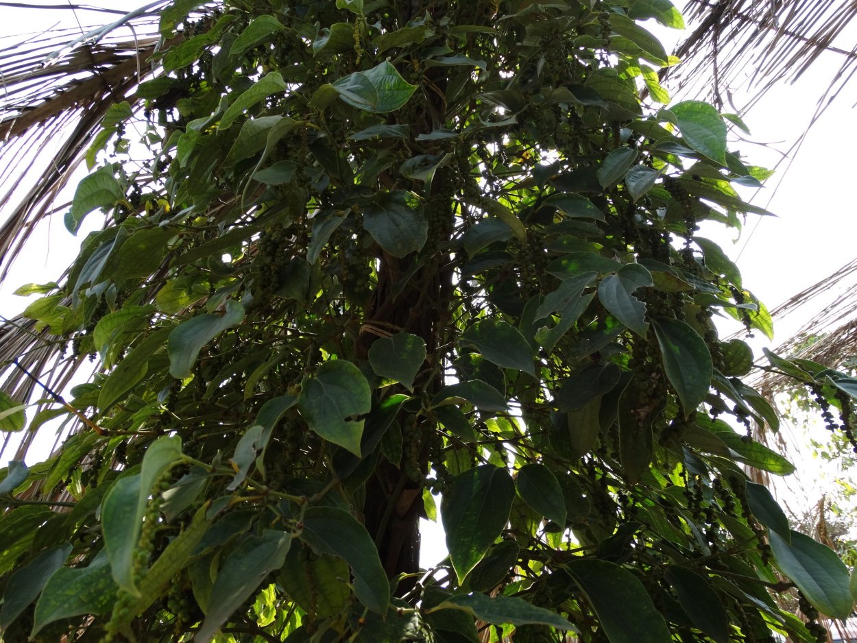 Душистый перец дерево фото