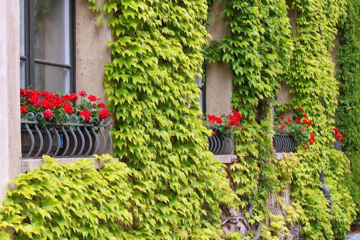 Настурция для вертикального озеленения