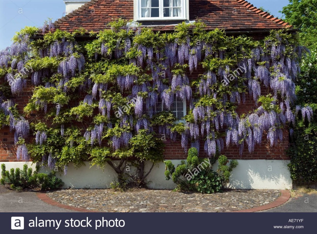 Глициния Блю Мун