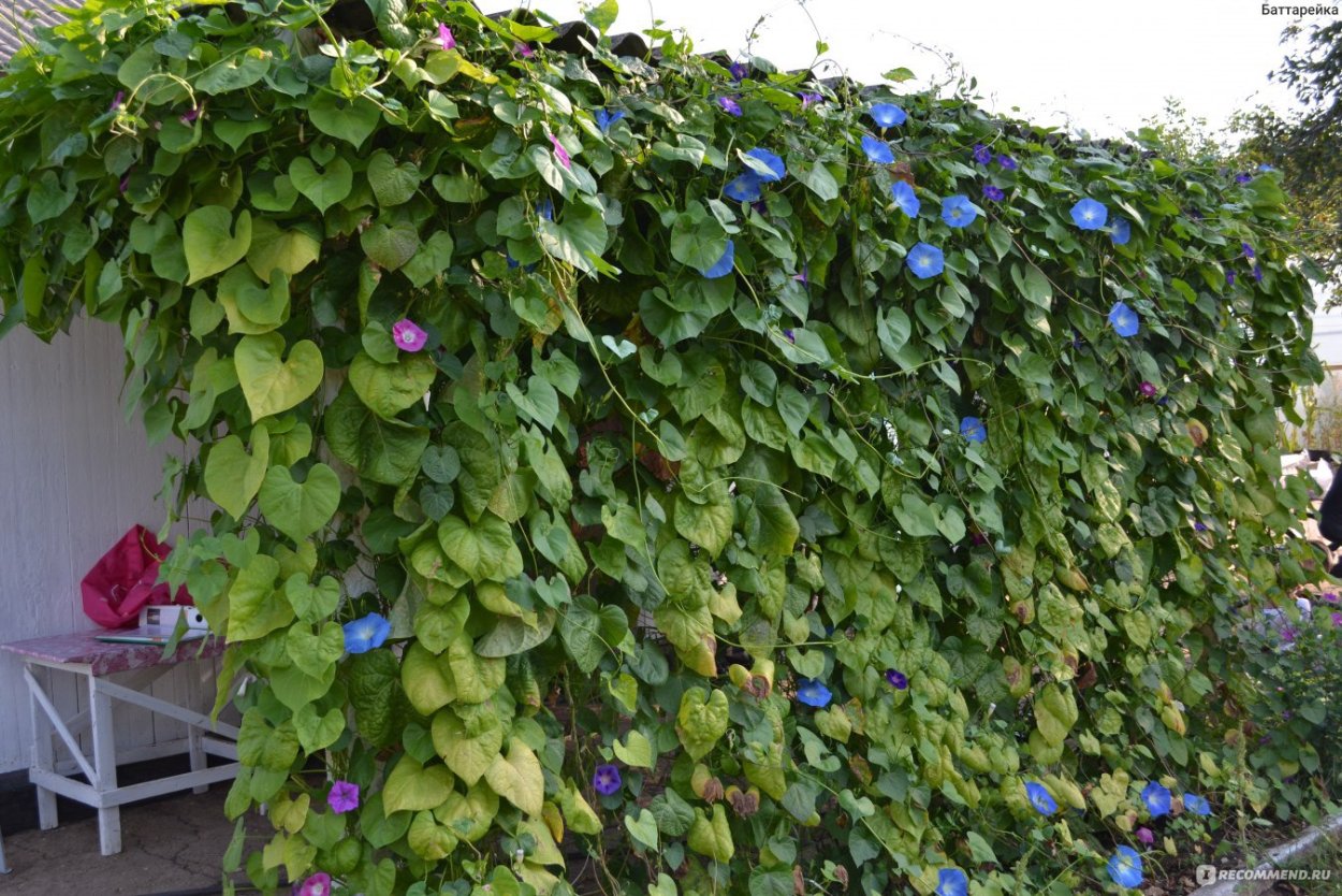 Садовая Лиана ипомея Дружба