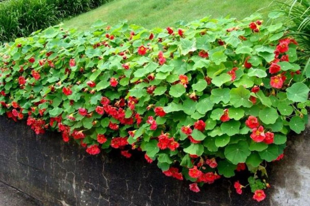 Настурция Лиана