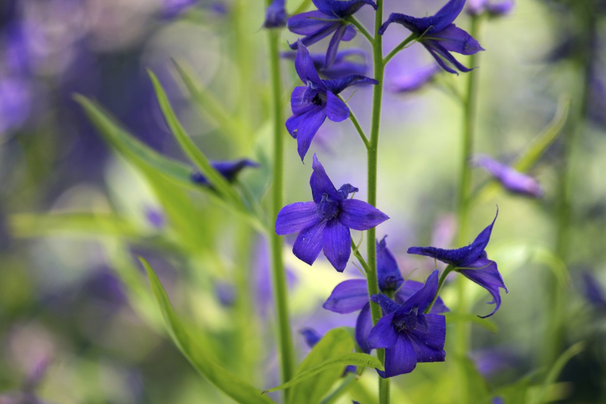 Живокость Полевая Ларкспур