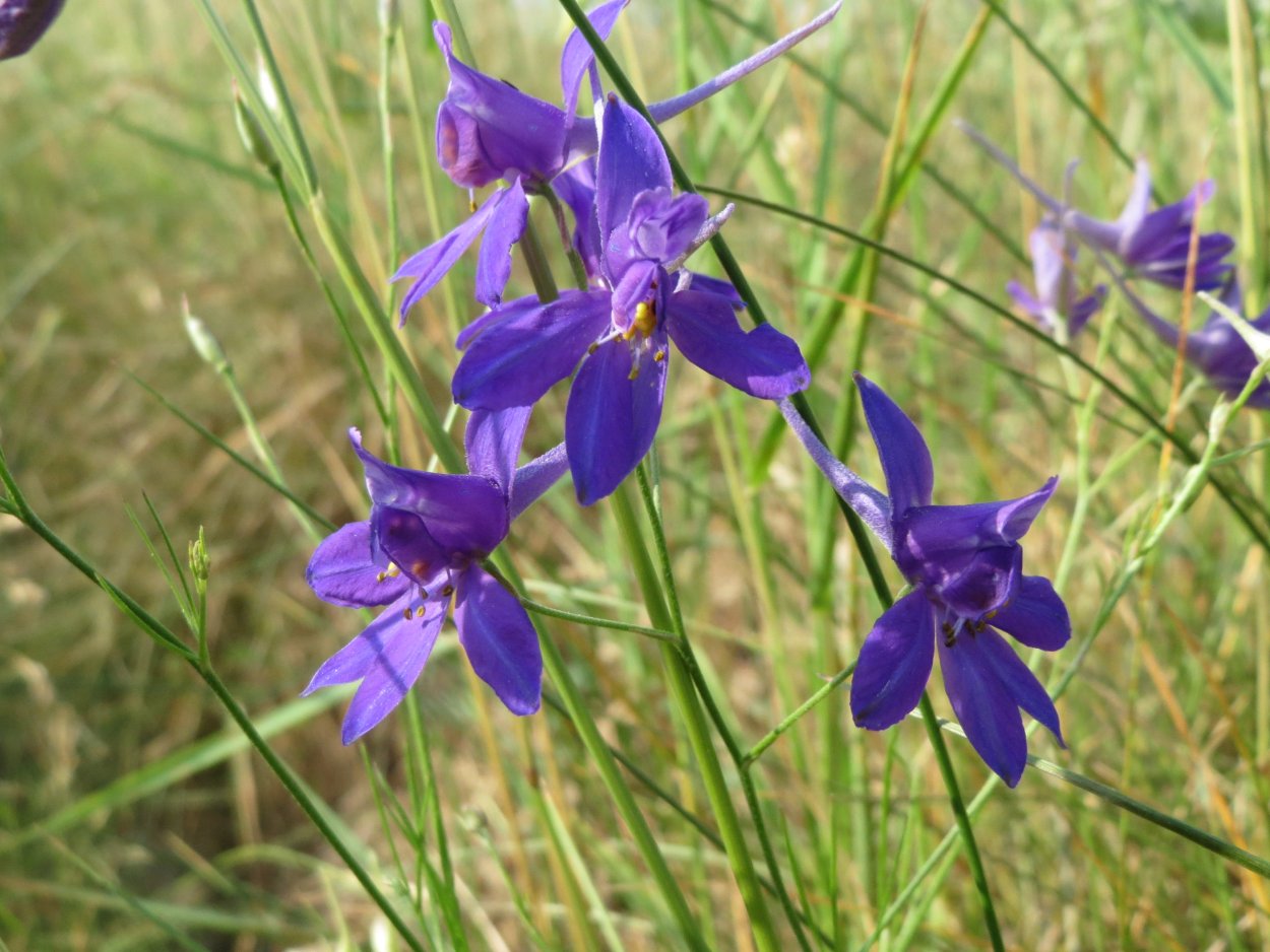 Сокирки цветы consolida regalis