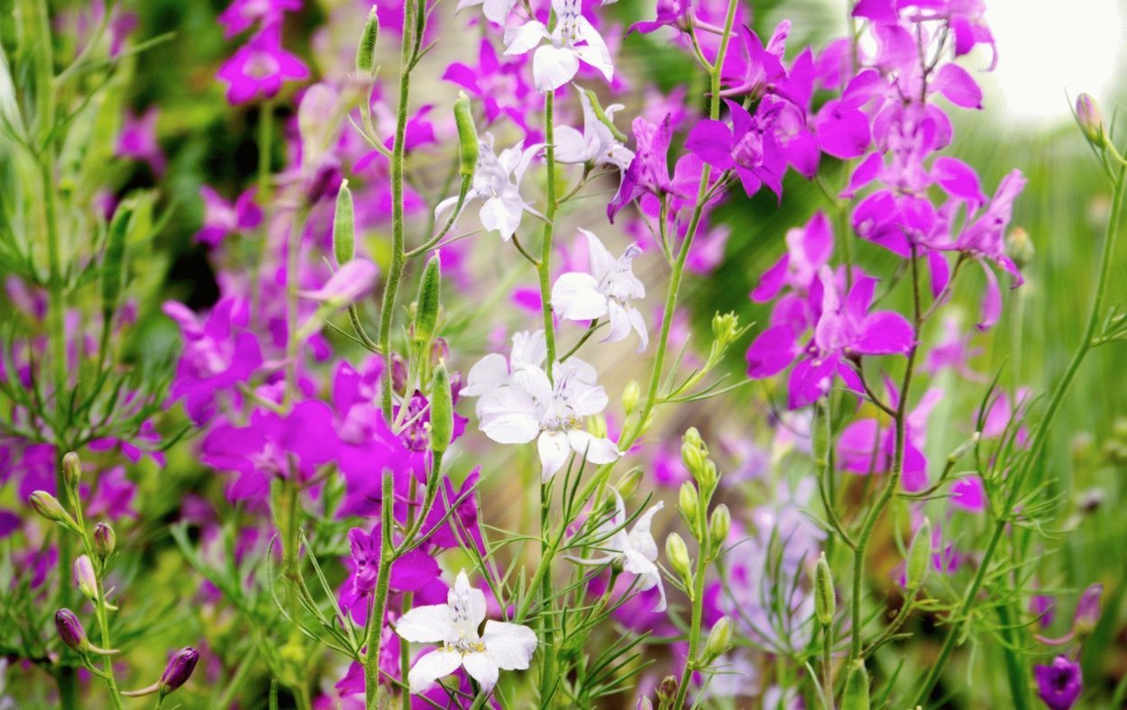 Живокость Полевая Ларкспур