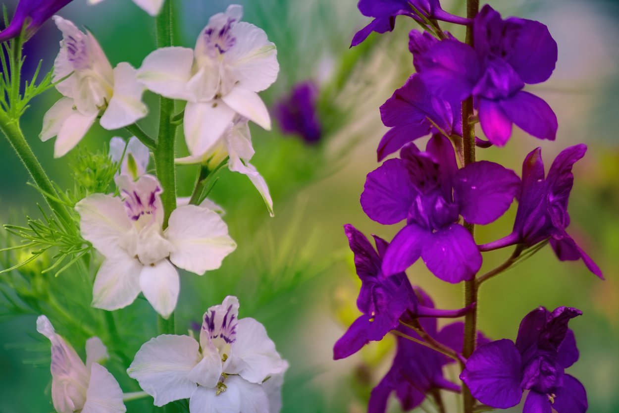 Дельфиниум с лилиями