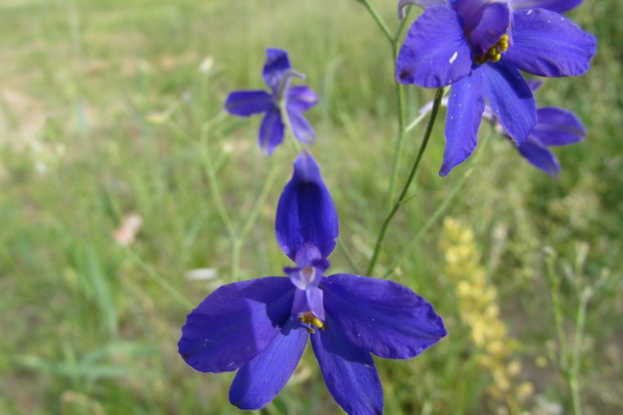 Сокирка обыкновенная