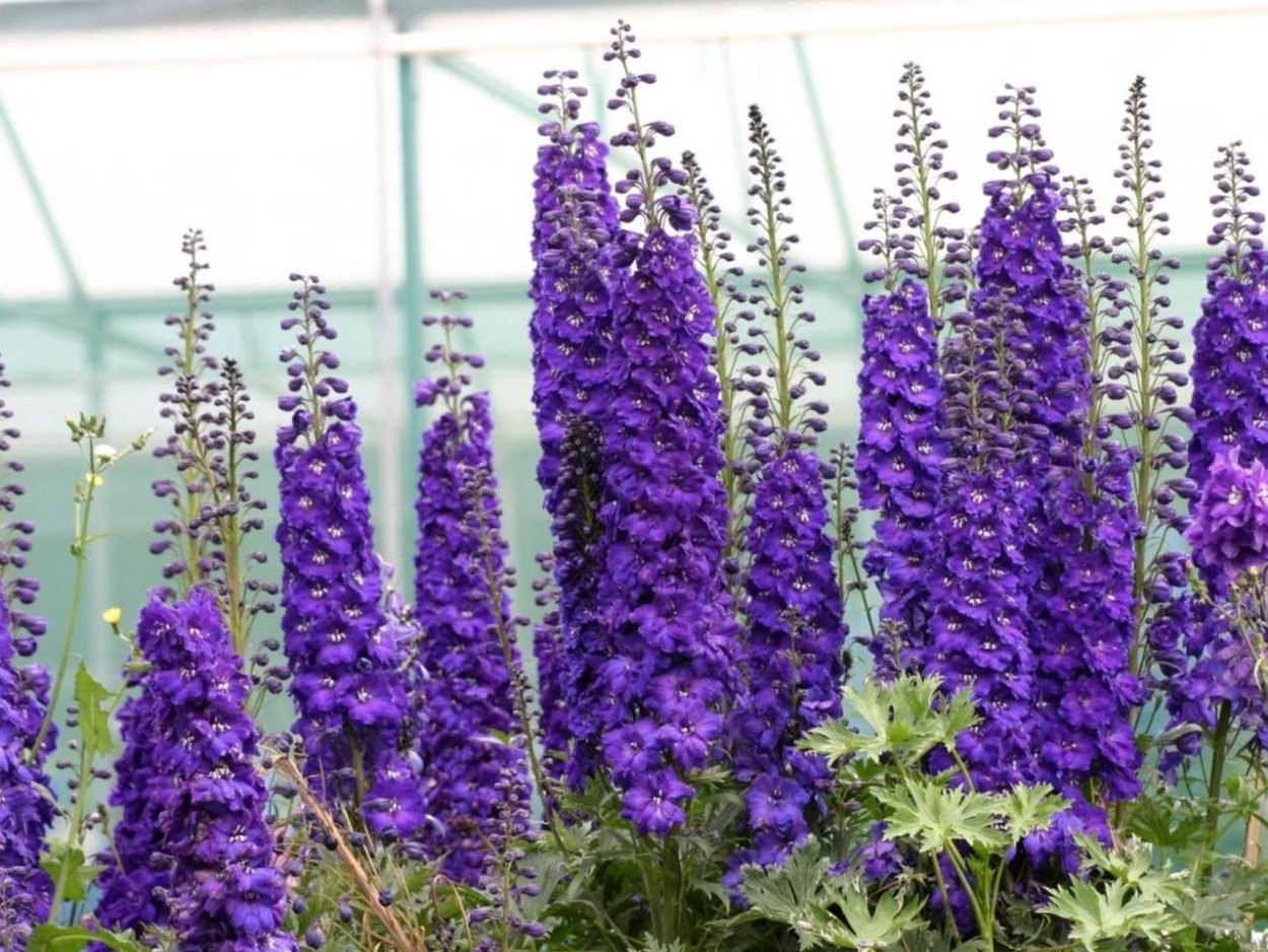 Дельфиниум фиолетовый