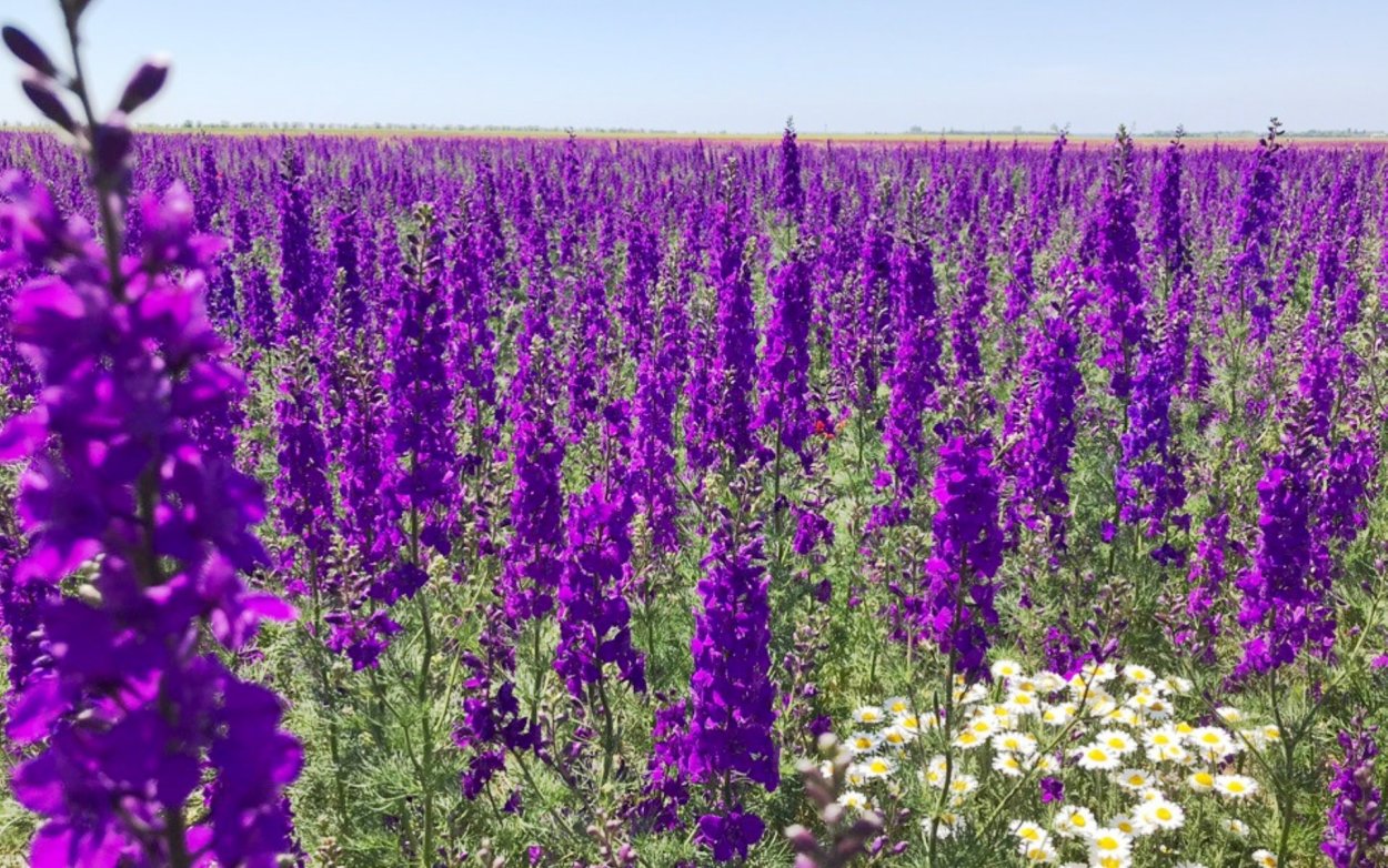 Дельфиниум Крымский Степной