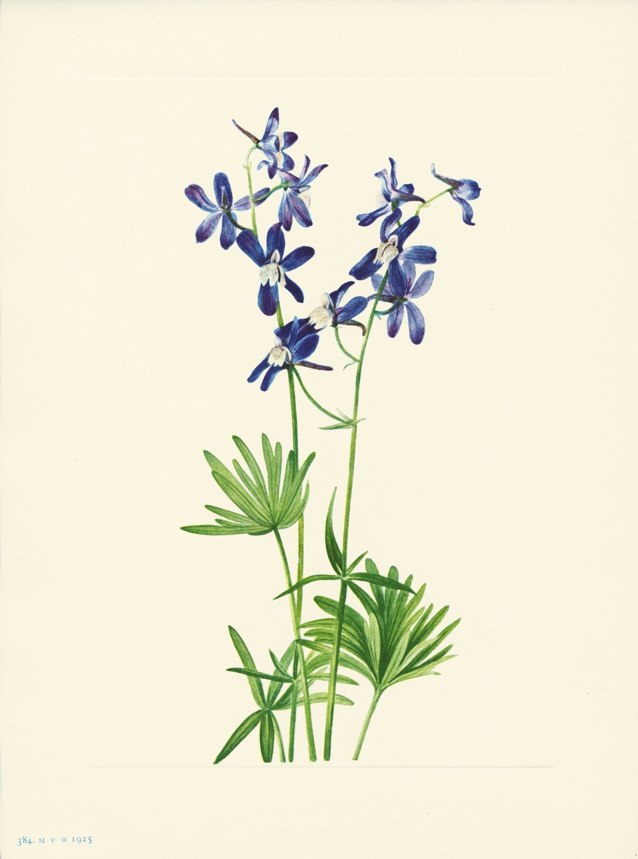 Живокость Полевая ботаника