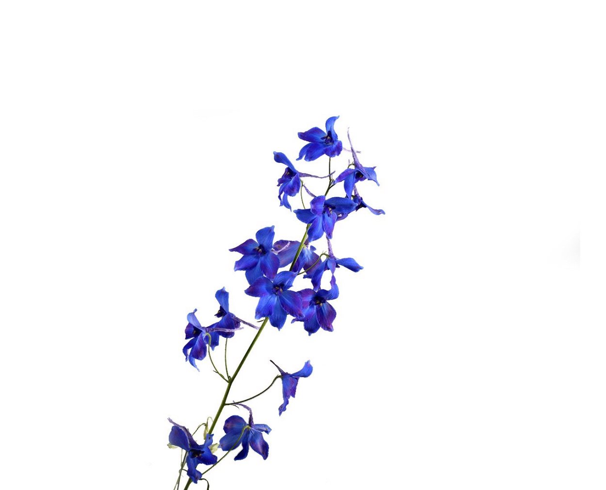 Рамка из цветов дельфиниума