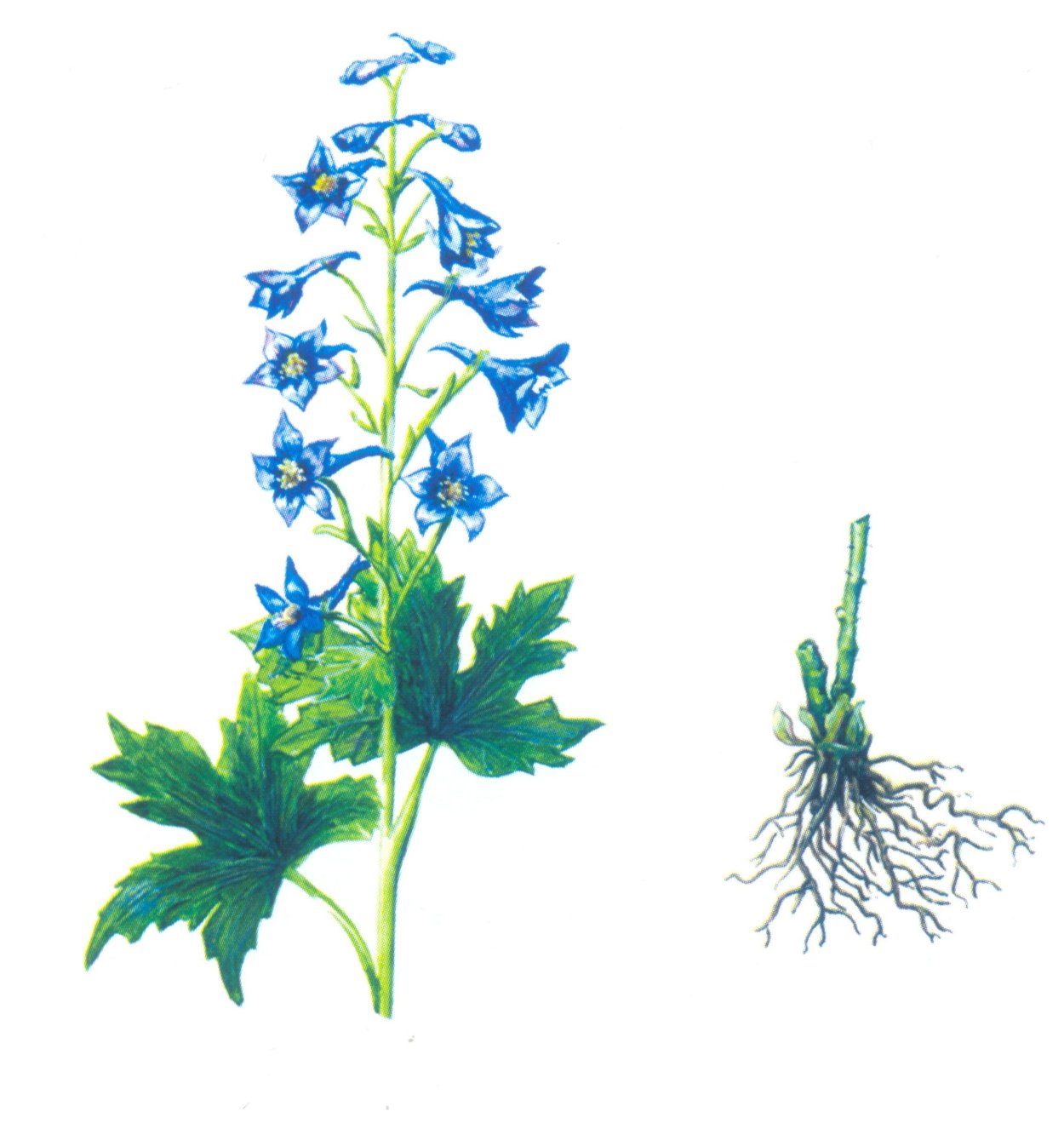 Живокость Кнорринг