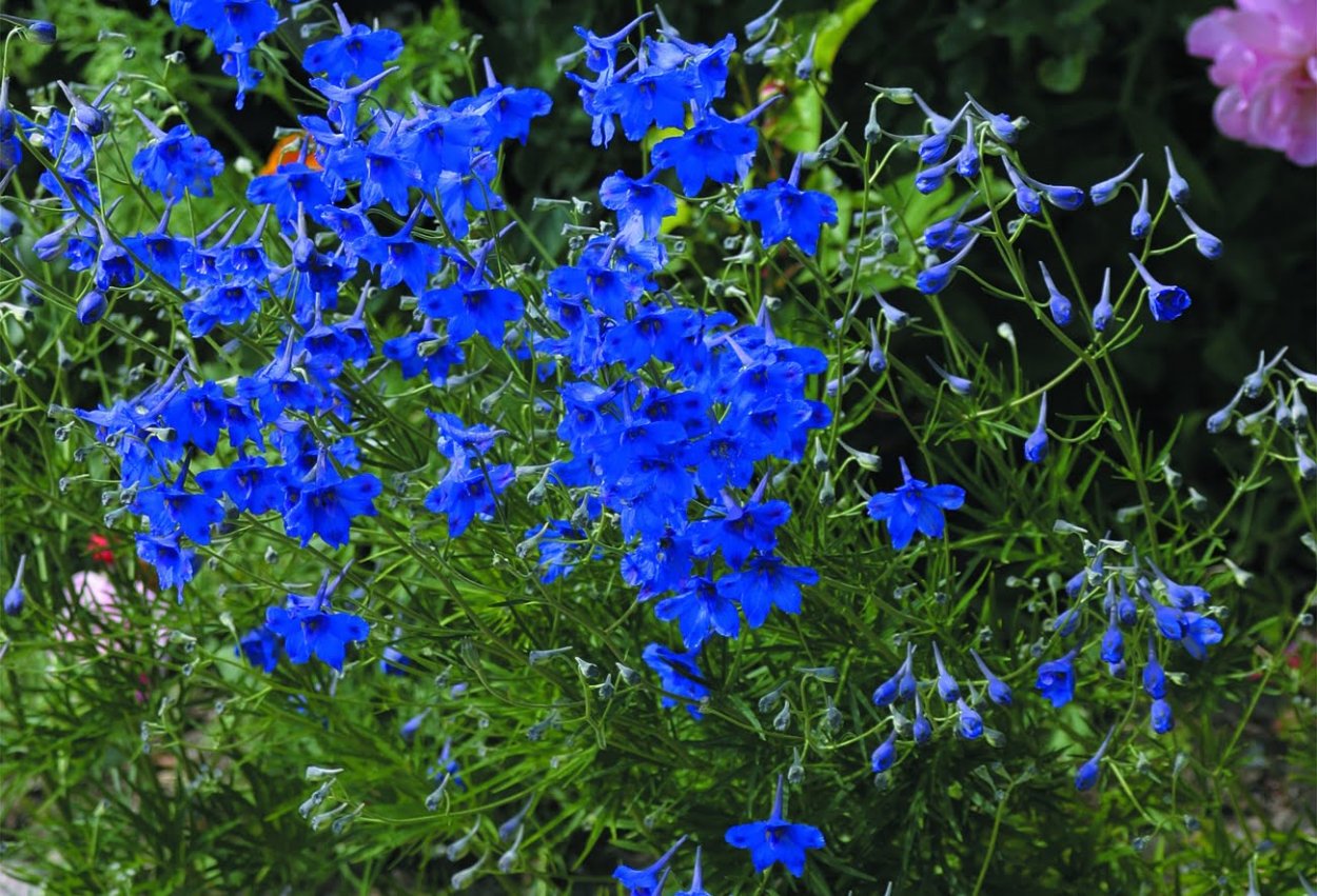 Живокость крупноцветковая (Delphinium grandiflorum)