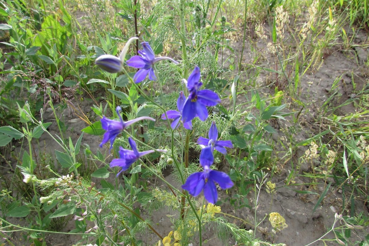 Живокость Полевая всходы