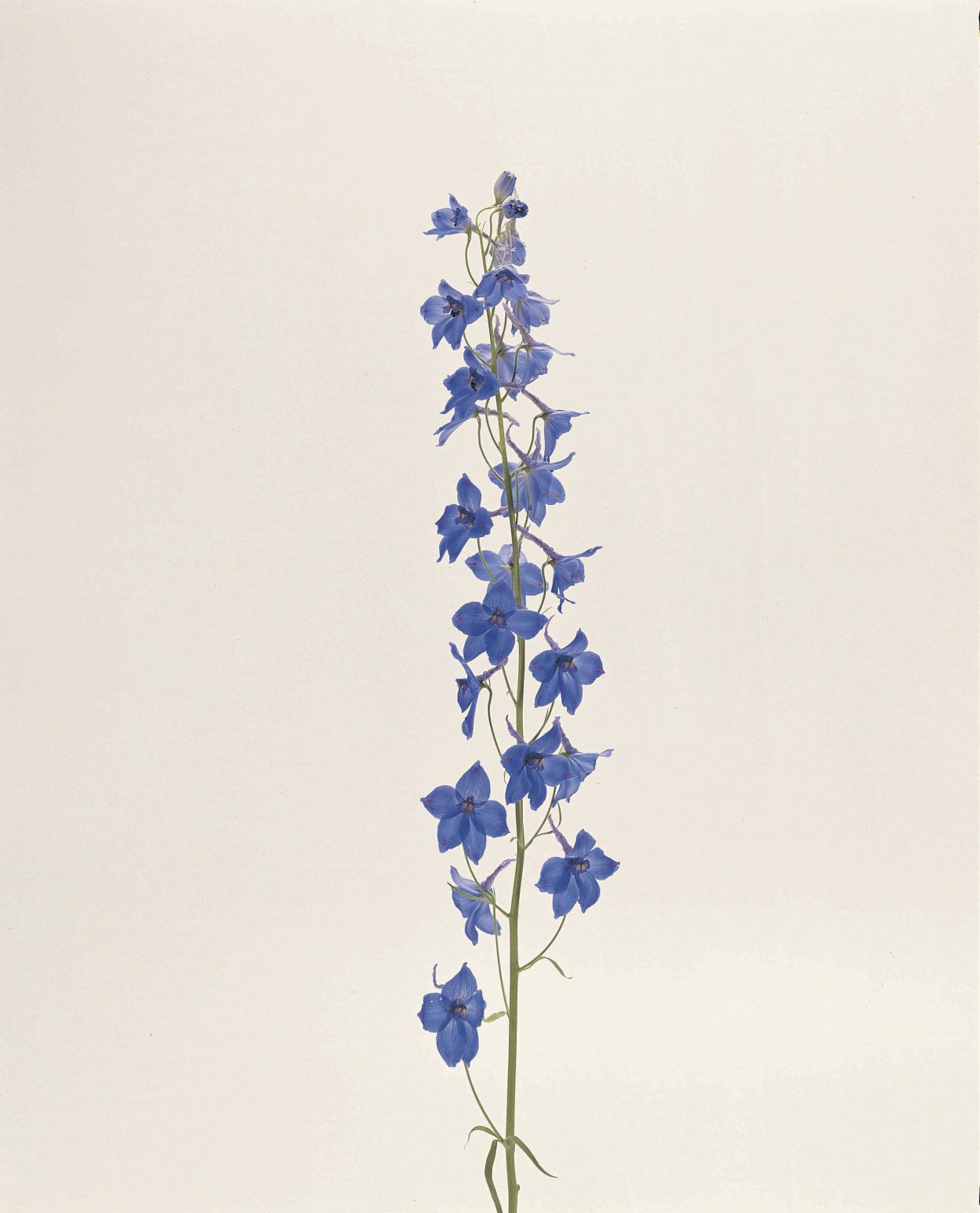 Тату дельфиниума цветка