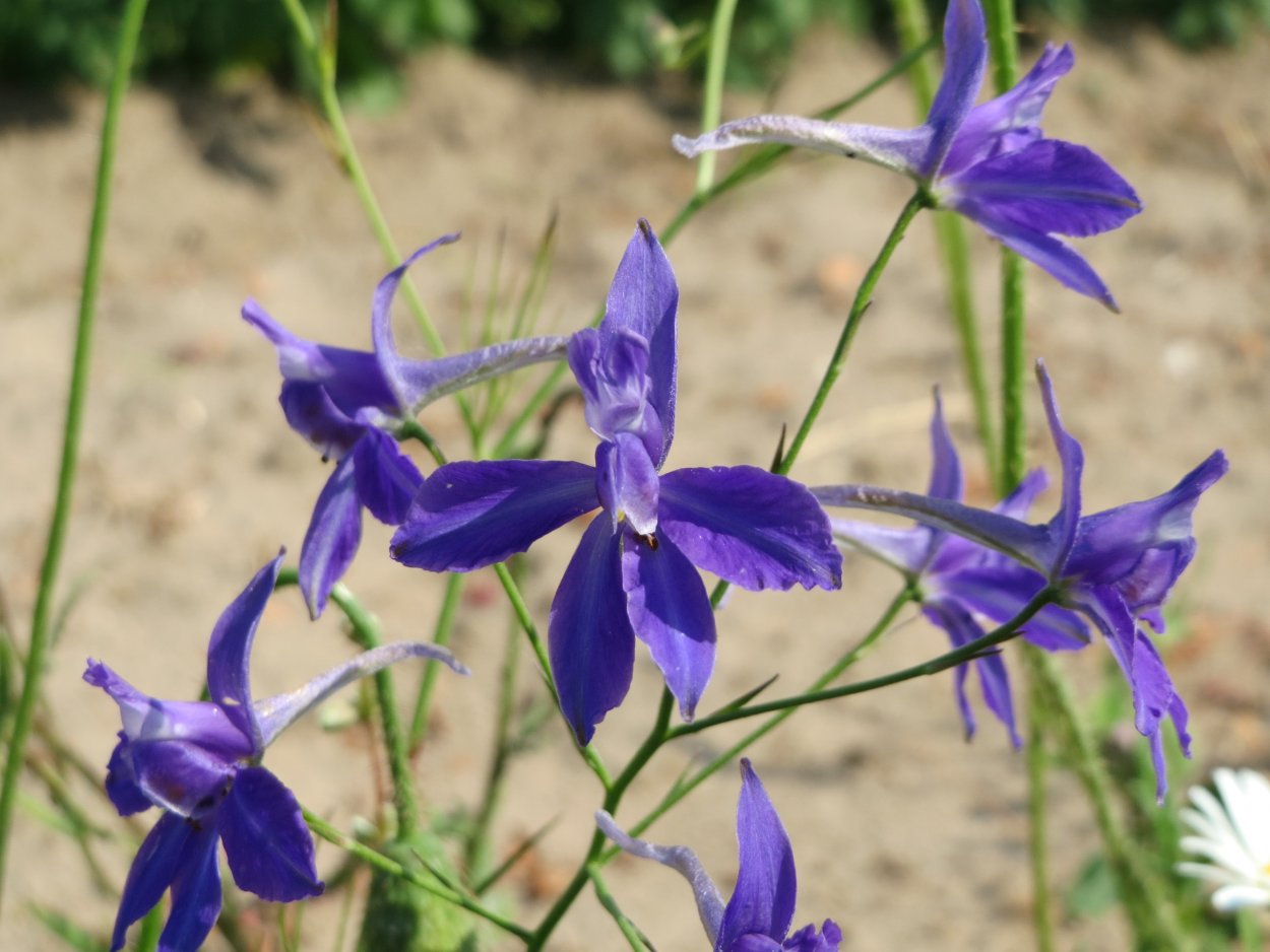 Сокирка обыкновенная