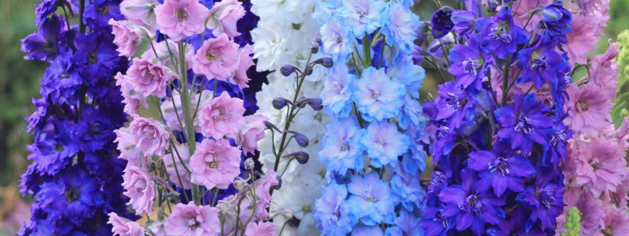 Дельфиниум Королевский шпиль