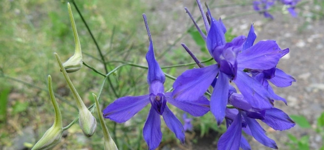 Живокость Полевая, консолида великолепная