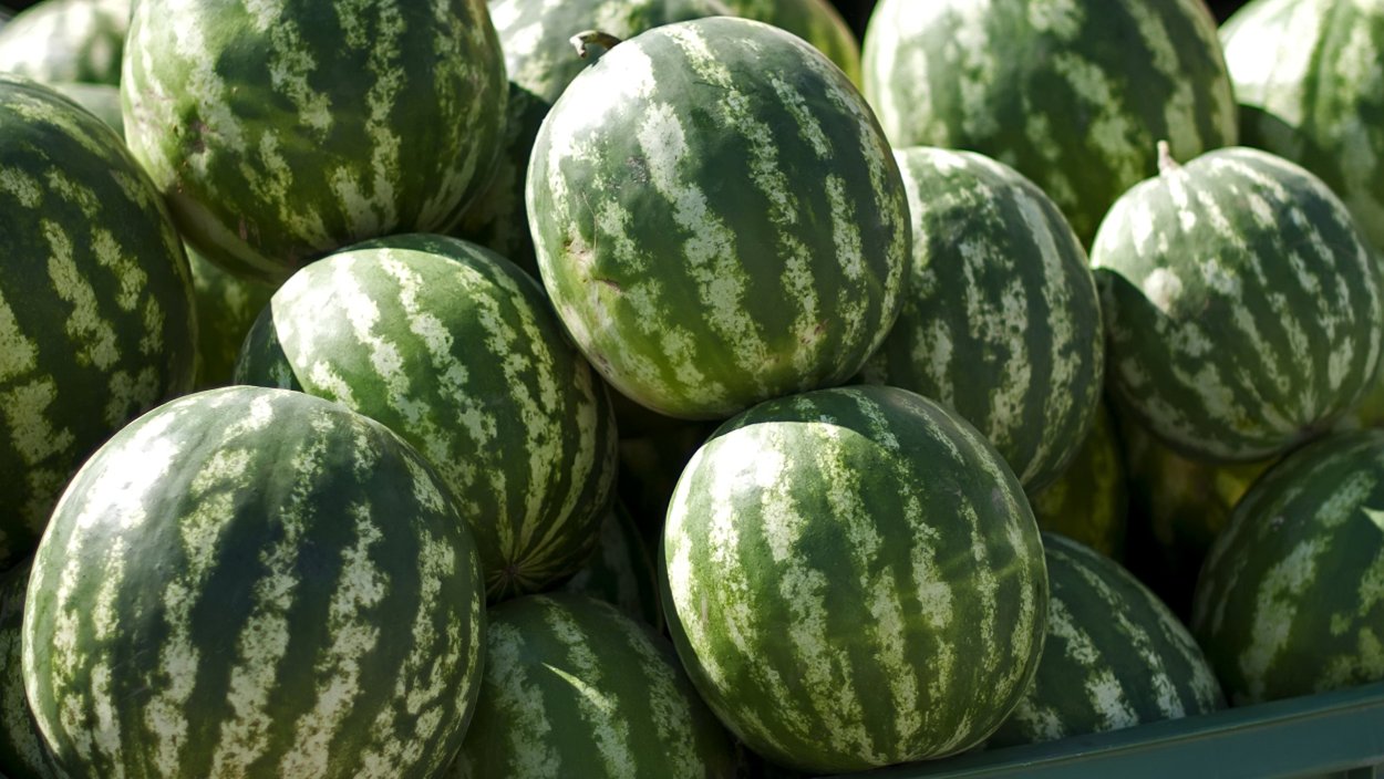 Ковун тарвуз